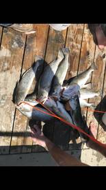Huge trout