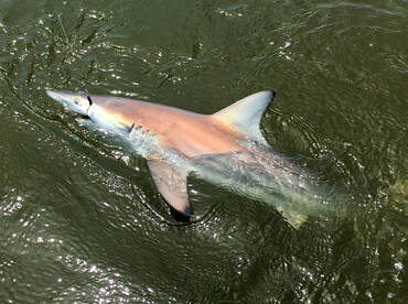 Summer fish have arrived. 