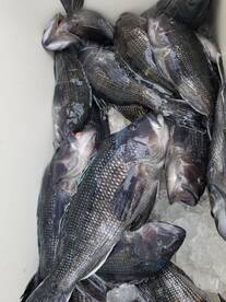 Black Sea Bass Slam!