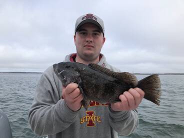 Tautog