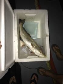 The Frist one in the ice chest