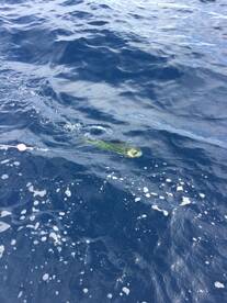 Herradura Report Photo 1
