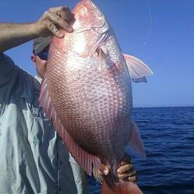 SNAPPER IS THE 11th OF JUNE