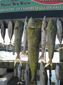 Carolina Beach Report Photo 2