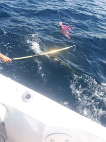 Panama City Report Photo 2