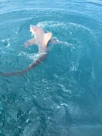 Ocean City Report Photo 1