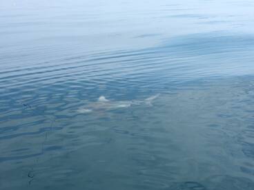 Ocean City Report Photo 2