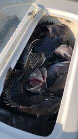 18 Man Charter
