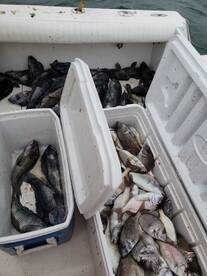 Seabass And Scup