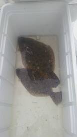 Chincoteague Report Photo 2