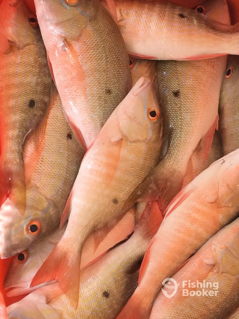 Snappers anyone!??