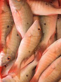 Fishing With Christopher and Family!! 