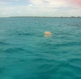 Manatee
