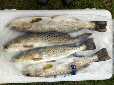Good Trout Day