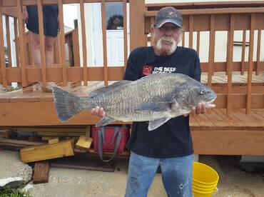 Black Drum and Oversized Redfish