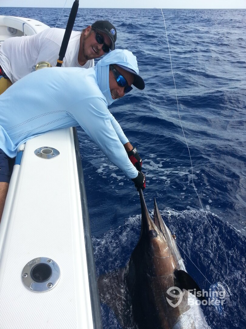 Seems like the Marlin are here