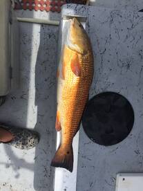 Aransas Pass Report Photo 2