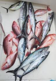 Madi's crew's catch
