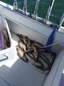 Waleye smackdown today.