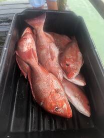 Orange Beach Report Photo 1