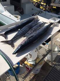 Miami Report Photo 1