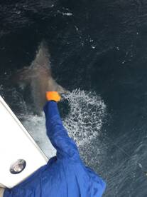 Nice 200lb shark