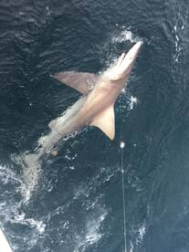 Shark Saturday