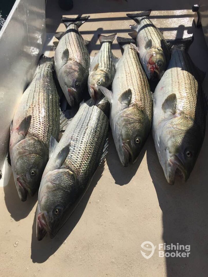 Montauk Report Photo 0