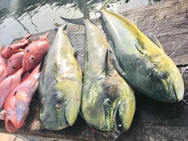 Puerto Aventuras Report Photo 2
