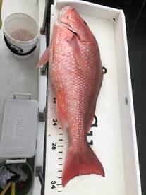 Big ole gal here! 34” , 28 #