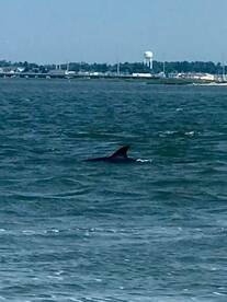 Chincoteague Report Photo 2