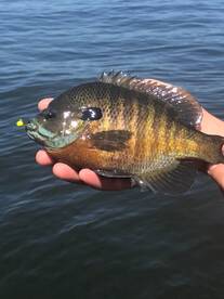 Gilltastic afternoon