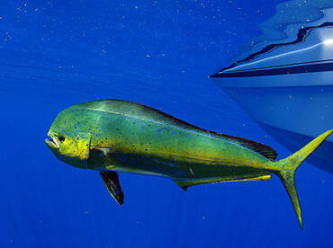 Mahi/Dolphin are showing up for the summ