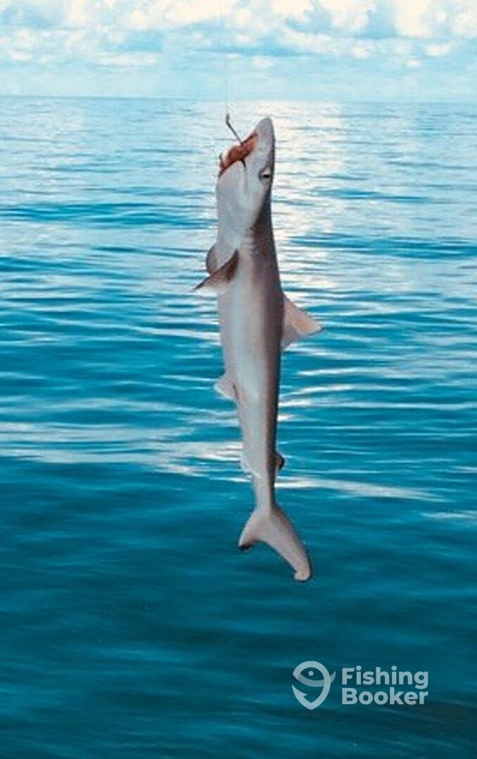 Redington Shores Report Photo 0