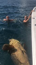 Goliath grouper / reef
