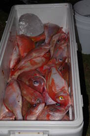 Dangriga Report Photo 3