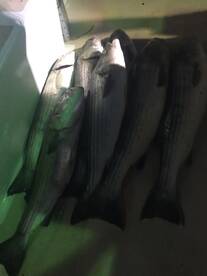 Montauk Report Photo 2