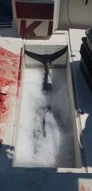 Boston Report Photo 2