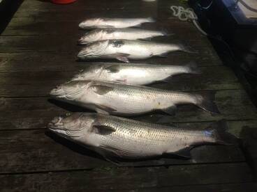 Montauk Report Photo 1