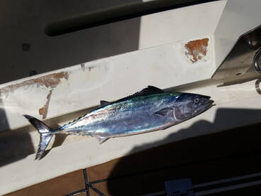 Costa Adeje Report Photo 1