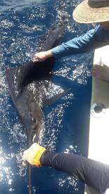 Playa Flamingo Report Photo 2