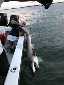 Ocean City Report Photo 1