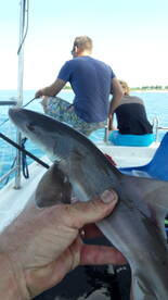 Shark, litle but nice