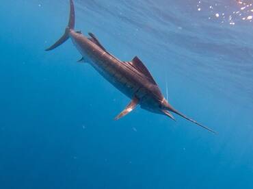 Quepos Report Photo 1