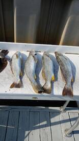 Catching flounder, trout, and red drum. 