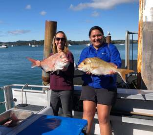 Paihia Report Photo 2