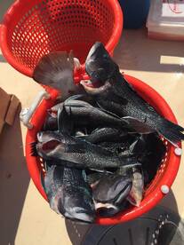 Montauk Report Photo 2