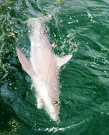 Brigantine Report Photo 2