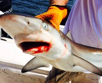 Brigantine Report Photo 1