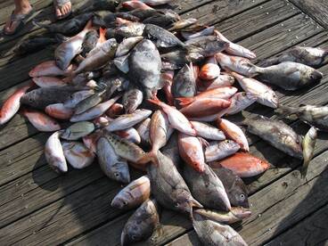 Carolina Beach Report Photo 1